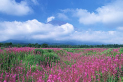 南皮網(wǎng)站建設