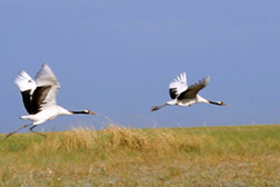 扎賚特網站建設