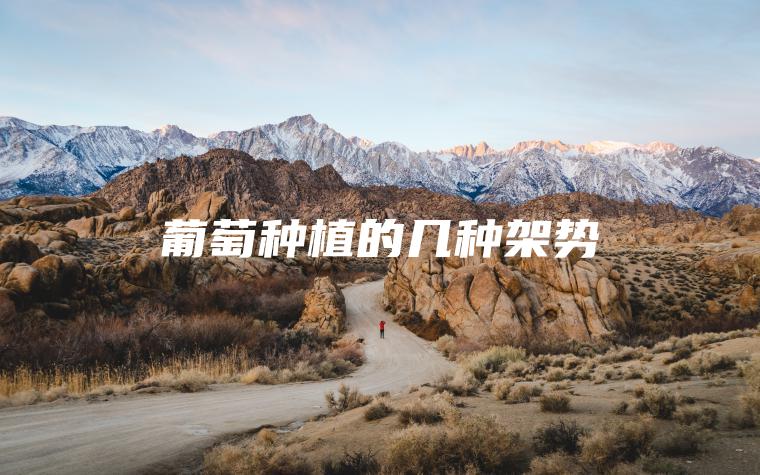 葡萄種植的幾種架勢 葡萄種植的幾種架勢