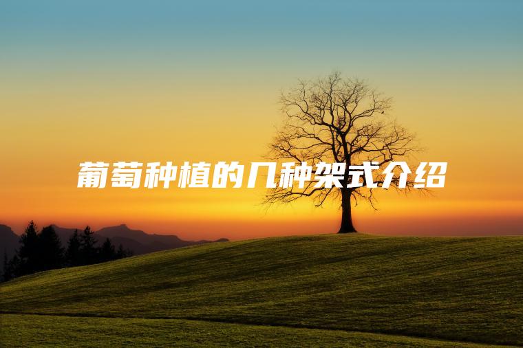 葡萄種植的幾種架式介紹 葡萄種植的幾種架式介紹