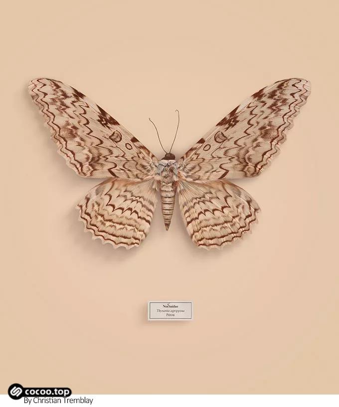 同構(gòu)圖形 同構(gòu)圖形