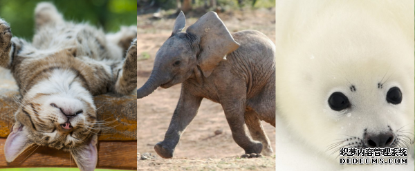 打好"感情牌" 網站設計中如何使用調動用戶情緒的好 怎樣搭建微網站